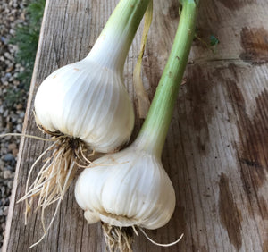 Susanville Seed Garlic