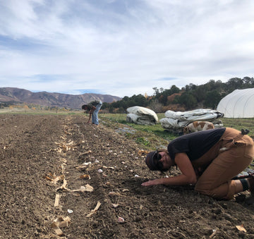 Garlic Holds a Special Place in our Hearts