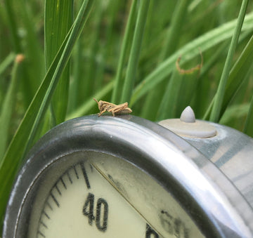 Grasshoppers Arrived in 2020