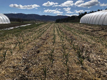 Founding Member - Outlier Farm