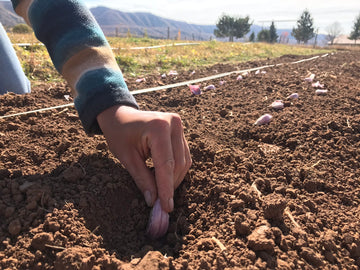 Garlic Planting Season is Near...