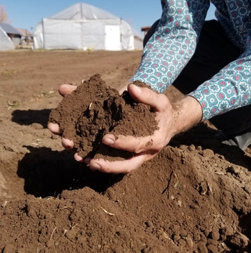 Focus on Soil Health for High Quality Seed Garlic