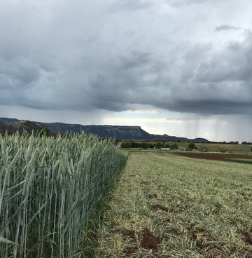 Cover Cropped Field in Late June