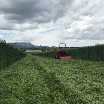 Cover Crop being flail mowed - Healthy Soil grow Healthy Seed Garlic