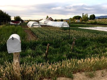 Founding Member - Banga's Farm