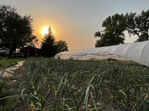 Wind and Smoke Filled Sky