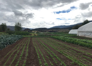 Success with Arugula as Cover Crop
