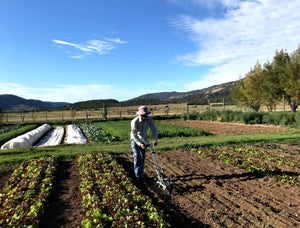 Seed Garlic needs to be Healthy + Happy