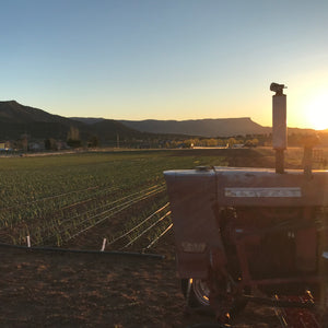 Garlic Field and Farmall at Sunset