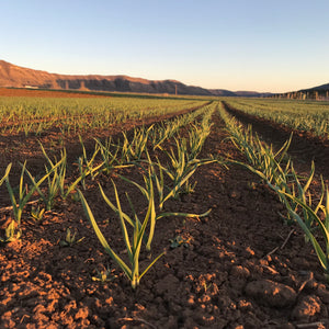 Spring has Sprung, and so has the Garlic!