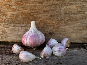 Georgian Crystal Seed Garlic, beautiful garlic bulb and cloves with purple wrappers displayed on barn wood