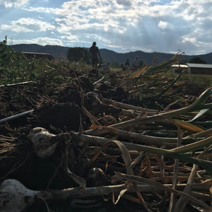 Late July and Hardneck Garlic Harvest