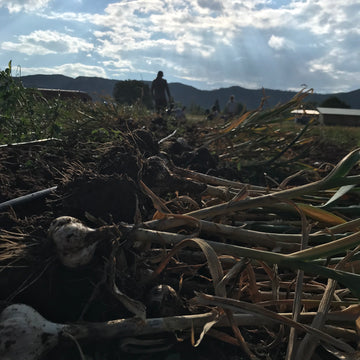 Late July and Hardneck Garlic Harvest
