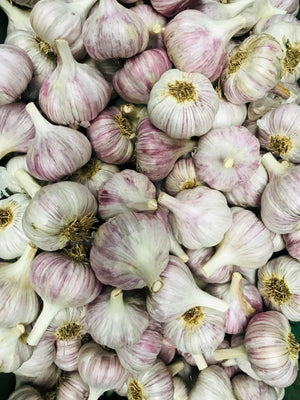 Prepping Seed Garlic for Shipping