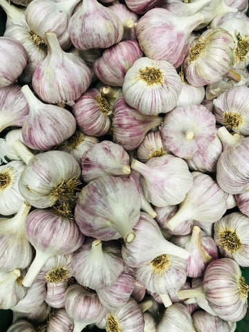 Prepping Seed Garlic for Shipping