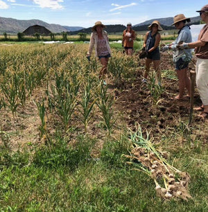 Music Seed Garlic Harvest at Bangas Farm
