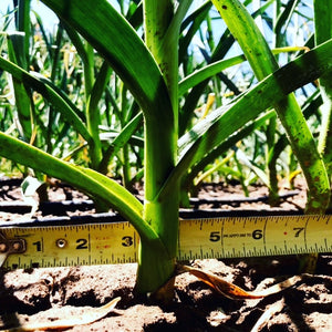 Down in the Garlic Forest...