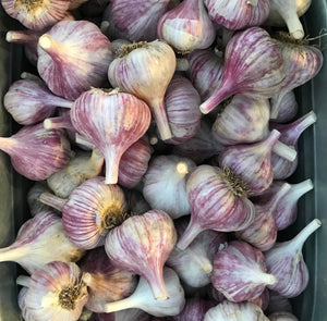 Gorgeous Chesnok Red Garlic in a Metal Basket