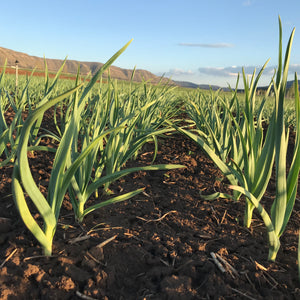 Pre Order Garlic Seed TODAY for Fall Planting