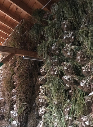 Garlic Barn at Mountain Roots