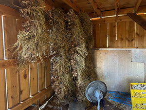 Wall of Seed Garlic Hanging from the Barn Ceiling at Sol Vista Farm