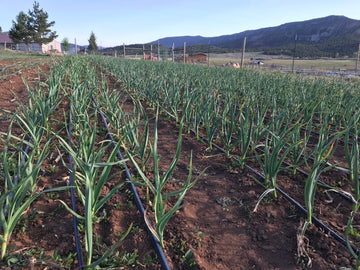 Founding Member - Sol Vista Farm