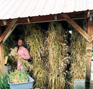 Banga's Garlic is HUGE this year!