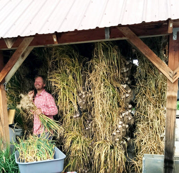 Banga's Garlic is HUGE this year!