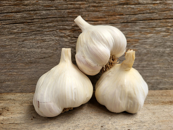 Braiding Garlic Variety Pack