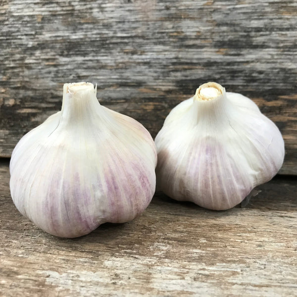Rosewood Seed Garlic