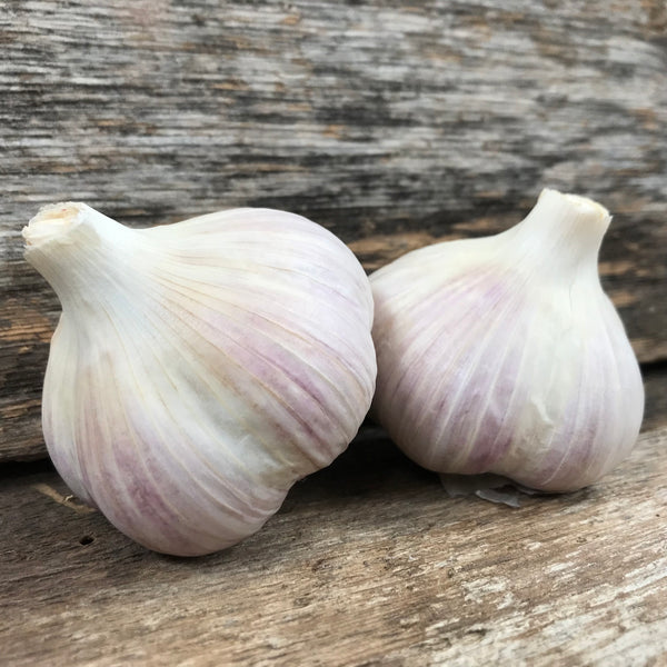 Rosewood Seed Garlic