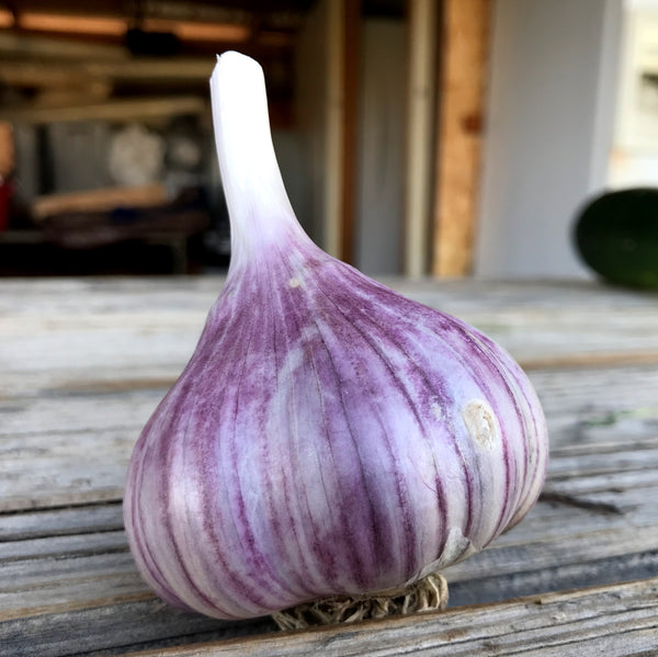 Duganski Seed Garlic