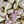 Load image into Gallery viewer, Hardneck Culinary Garlic - 1#