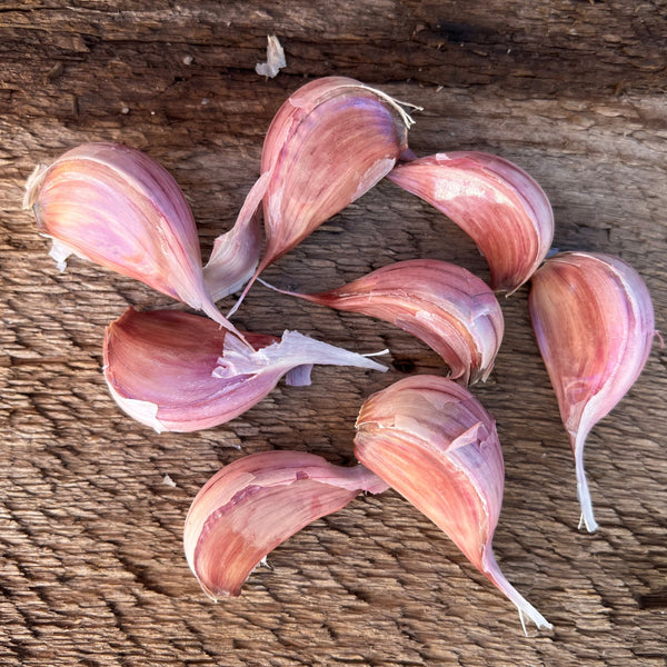 Chesnok Red Seed Garlic