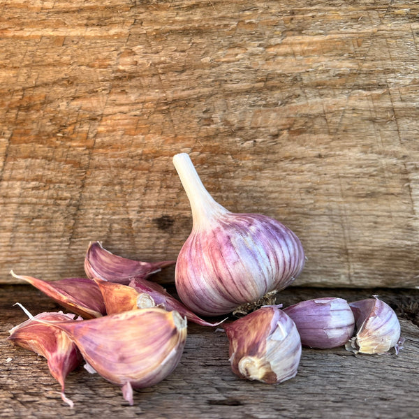 Duganski Seed Garlic