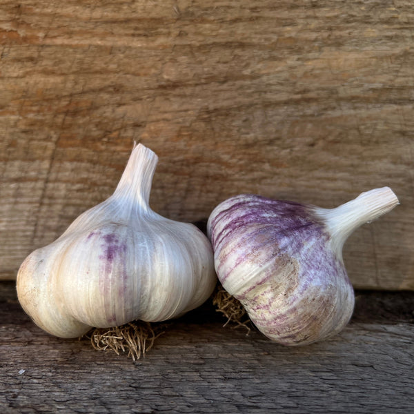 Inchelium Red Seed Garlic