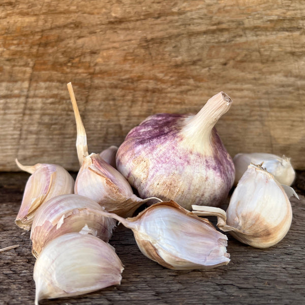 Inchelium Red Seed Garlic
