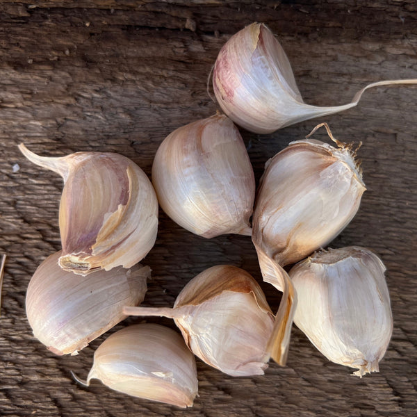 Inchelium Red Seed Garlic