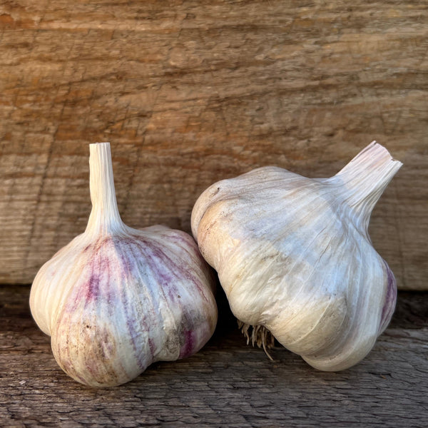 Lorz Italian Seed Garlic