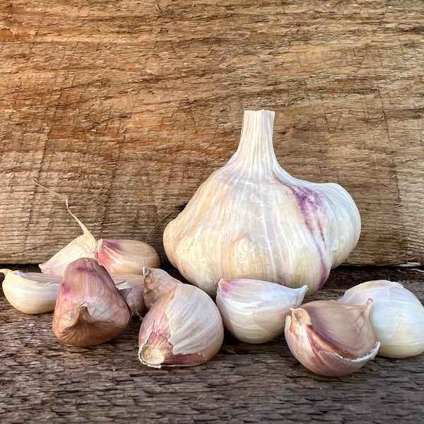 Lorz Italian Seed Garlic