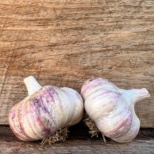 Red Toch Seed Garlic
