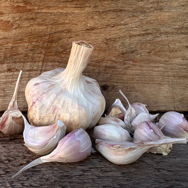 Susanville Seed Garlic