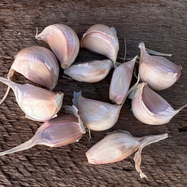 Susanville Seed Garlic
