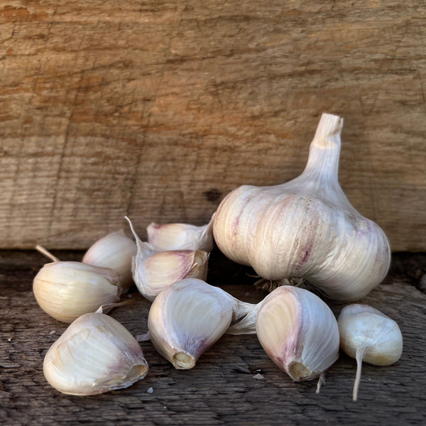 Transylvanian Seed Garlic