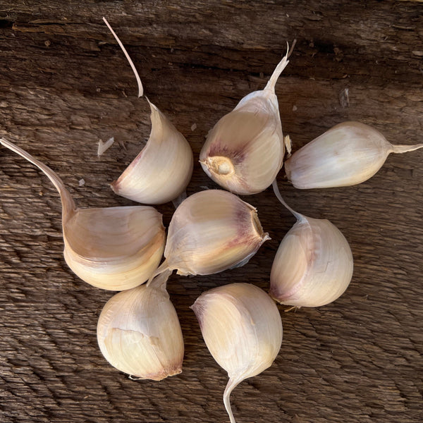 Transylvanian Seed Garlic