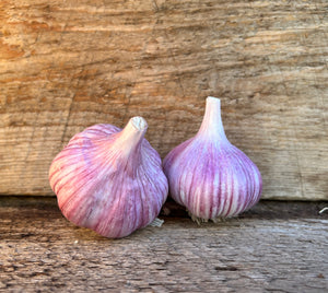 Chesnok Red Seed Garlic - Hardneck