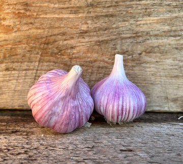 Chesnok Red Seed Garlic - Hardneck
