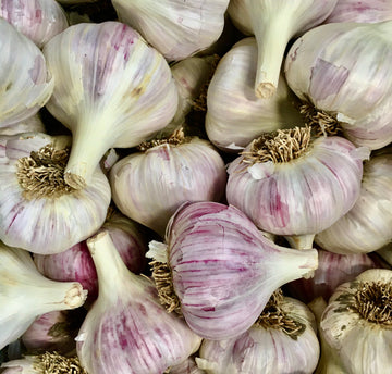 Garlic Sorting is Underway
