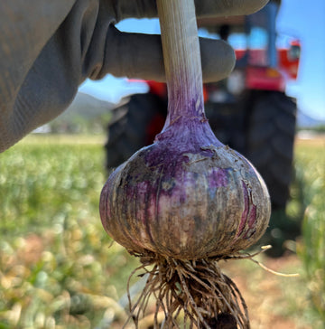 Garlic Harvest 2026 - Begins!