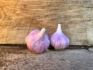 Chesnok Red Seed Garlic Colorado